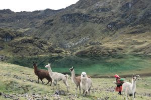 Lares trek: Alternative trek to Machu Picchu