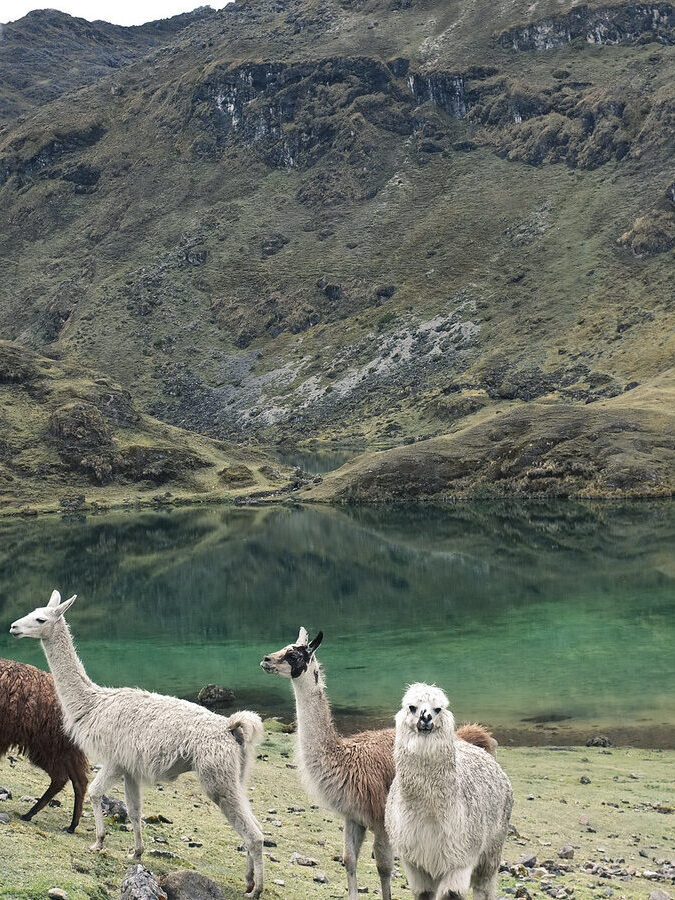 Lares trek: Alternative trek to Machu Picchu